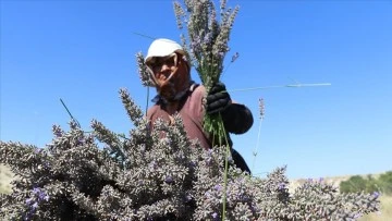 Isparta ve Burdur'un mor bahçelerinde hasat telaşı