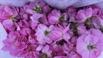 Isparta'da gül çiçeği alım fiyatı 24 lira 25 kuruşa yükseltildi