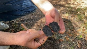 Isparta'da yeni bir mantar türü keşfedildi