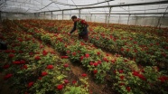 İsrail ablukasına direnen Gazze&#39;deki çiçek yetiştiriciliği Kovid-19/ koronavirüse yenildi