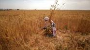 İsrail askerlerinin ihlalleri Gazzeli kadın çiftçileri de hedef alıyor