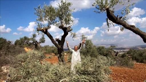 İsrail, Batı Şeria'da yaklaşık 25 bin dönümlük alanda Filistinlilerin zeytin hasadını engelliyo