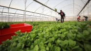 İsrail'in Filistin tarım ürünlerinin ihracatını engellemesi ekonomide yıkıma neden olabilir