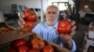 İsrail&#039;in Gazzeli çiftçi ve tüccarlara yönelik yeni baskı aracı: Sapsız domates şartı
