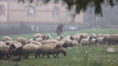 İsrail'in, Suriye'nin g&uuml;neyindeki ihlalleri b&ouml;lgede tarım ve hayvancılığı vurdu