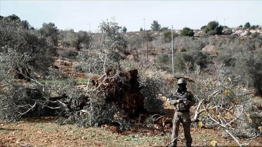 İsrail, işgal altındaki Batı Şeria'da bir haftada 1608 zeytin ağacını kökünden söktü