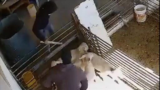 İsraillilerin, Filistinli çiftçiye ait kuzu ve koyunlara saldırısının görüntüsü ortaya çıktı