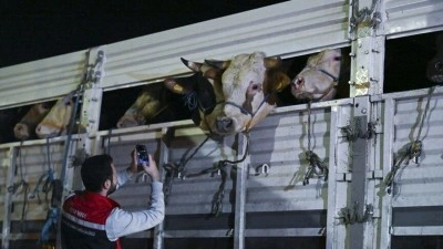 İstanbul'a kurbanlık hayvan girişleri başladı
