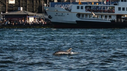 İstanbul Boğazı'nda yunuslar görüntülendi