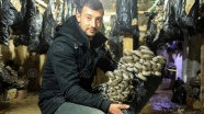 İstanbul'dan döndüğü köyünde istiridye mantarı yetiştiriyor