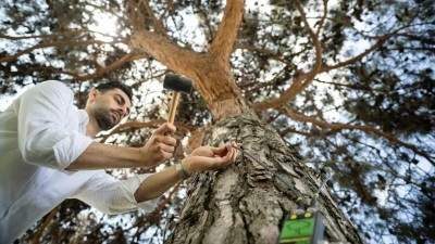 İstanbul'un asırlık ağa&ccedil;ları r&ouml;l&ouml;ve planlarıyla korunuyor