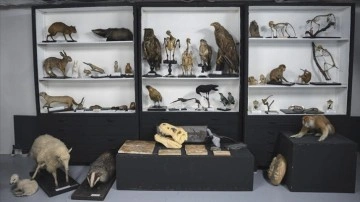 İstanbul Üniversitesi Zooloji Koleksiyonu, binlerce canlı türünü görme imkanı sunuyor