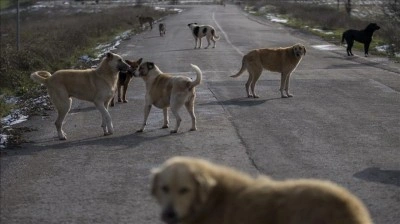 İstanbul Valiliğinden sahipsiz k&ouml;peklerin toplatılmasına ilişkin belediyelere yazı