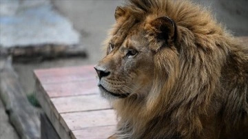 İstanbul'da bacaklarına platin takılan aslan çift türlerini devam ettirebilecek