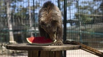 İstanbul'da hayvanat bahçesinde 'eyyam-ı bahur mönüsü'
