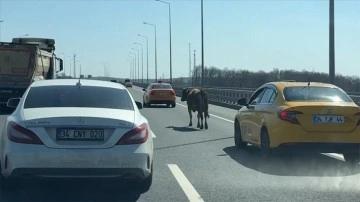 İstanbul'da sahibinden kaçıp otoyola giren inek trafikte tehlike oluşturdu