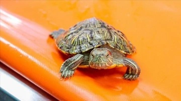 'İstilacı kaplumbağa' bırakıldığı sularda endemik türlerin varlığını tehdit ediyor