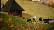 İsviçreli çiftçilerin 'boynuzlu inek' talebi reddedildi