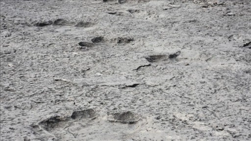 İtalya'da 200 milyon yıl &ouml;ncesinden kaldığı d&uuml;ş&uuml;n&uuml;len binlerce dinozor ayak izi keşfedildi