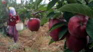 İtalyanların 'scarlet' elmasını Elazığ'da üretiyor