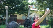 İtfaiye bahçesinde deve kuşu besliyor