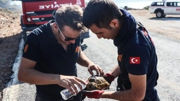 İtfaiye ekiplerinden orman yangını bölgesindeki kaplumbağaya yardım eli