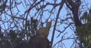 İtfaiye, kurtarmaya gittiği kediyi ağaçta bıraktı