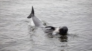 İzlanda'da karaya vuran 20 kılavuz balina öldü