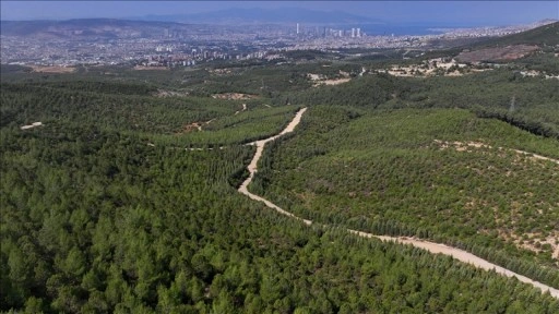 İzmir'de 16 yıl önce yanan alan çalışmalarla yeniden ormanlaştırıldı