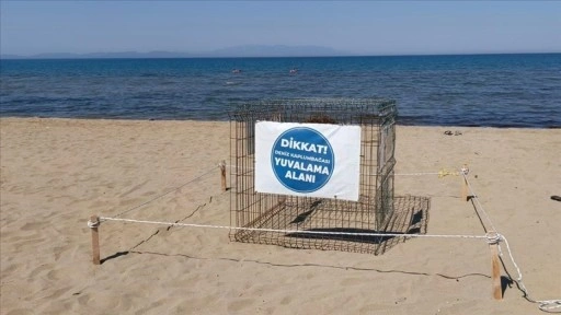 İzmir'de 57 caretta caretta yumurtası koruma altına alındı