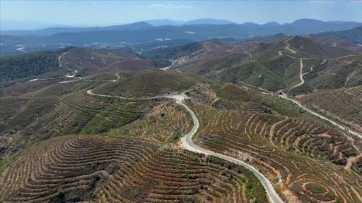 İzmir'de 6 yıl önce yanan ormanlık alana dikilen fidanlar 2 metreye ulaştı