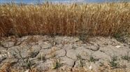 İzmir'de bahar yağışlarındaki düşüş hububat üretimini olumsuz etkiledi