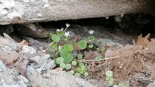İzmir'de endemik bitki t&uuml;r&uuml; keşfedildi
