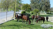 İzmir'de mahalleye gelen başıboş atlar ilginç görüntü oluşturdu