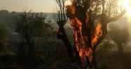 İzmir’de orman yangınında zeytin ağaçları kül oldu