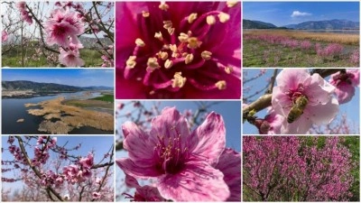 İzmir'de pembe &ccedil;i&ccedil;ek a&ccedil;an şeftali ağa&ccedil;ları bah&ccedil;elere renk kattı