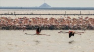 İzmir&#039;deki &#039;flamingo adası&#039; kuluçkaya yatan binlerce allı turnaya kucak açtı