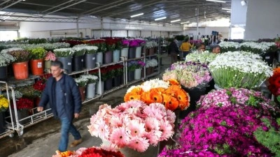 İzmir'den Anneler G&uuml;n&uuml; i&ccedil;in 8 milyon dal &ccedil;i&ccedil;ek