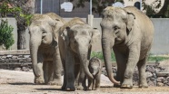 İzmir Doğal Yaşam Parkı'nda dünyaya gelen yavru fil ilk kez bahçeye çıkarıldı