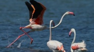İzmir Kuş Cenneti'nde flamingo rekoru kırıldı