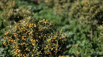 İzmir'de deneme amaçlı yetiştirilen "altın portakal"da ilk hasat yapıldı
