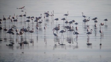 İzmir'de sulak alanlardaki kış kuşu sayısında artış gözleniyor