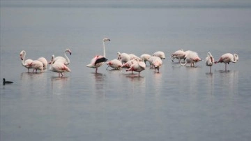 İzmit Körfezi flamingoları ağırlıyor