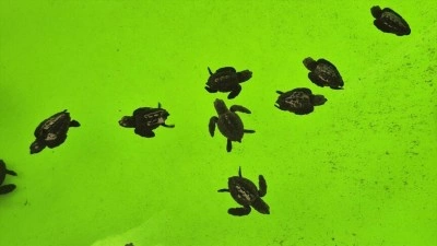 İztuzu Kumsalı'nda caretta carettaların yuvalama d&ouml;nemi tamamlandı