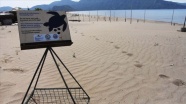 İztuzu Plajı&#039;nda caretta caretta yuvası rekor sayıya ulaştı