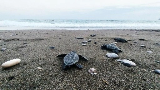 İztuzu sahilinde 30 bin yavru caretta caretta mavi sularla buluştu
