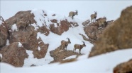 Jandarma yaban keçileri için karlı dağlara helikopterle 1 ton ot bıraktı