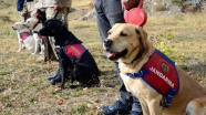 Jandarmanın dedektör köpekleri terörle mücadelede önemli görev üstleniyor