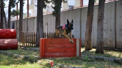Jandarmanın hassas burunlu köpeklerinin kondisyonu antrenmanlarla korunuyor
