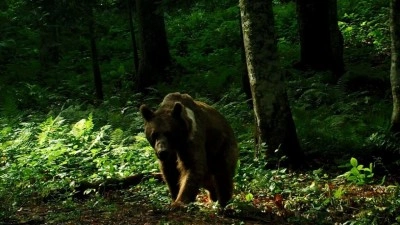 Japonya artan saldırılar sonrası ayı sayısını araştıracak